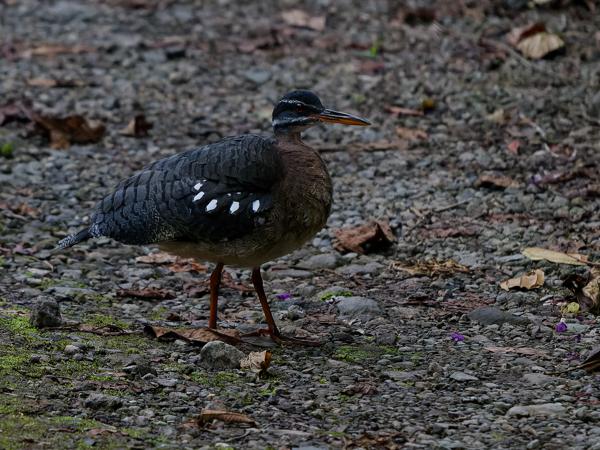 <h3><a href="/trips/costa-rica/biota/animalia/chordata/aves/022 eurypygiformes/002 eurypygidae/eurypyga helias/eurypyga helias-nl.html">Eurypyga&nbsp;helias</a> / Sunbittern / Zonneral</h3>OM-1 Mark II met OLYMPUS M.150-400mm F4.5, 1/25 sec  bij F4.5, ISO 10000, afstand 14.4&nbsp;m
